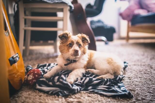 3 Essential Cleaning Tips for Homes with Pet Dogs